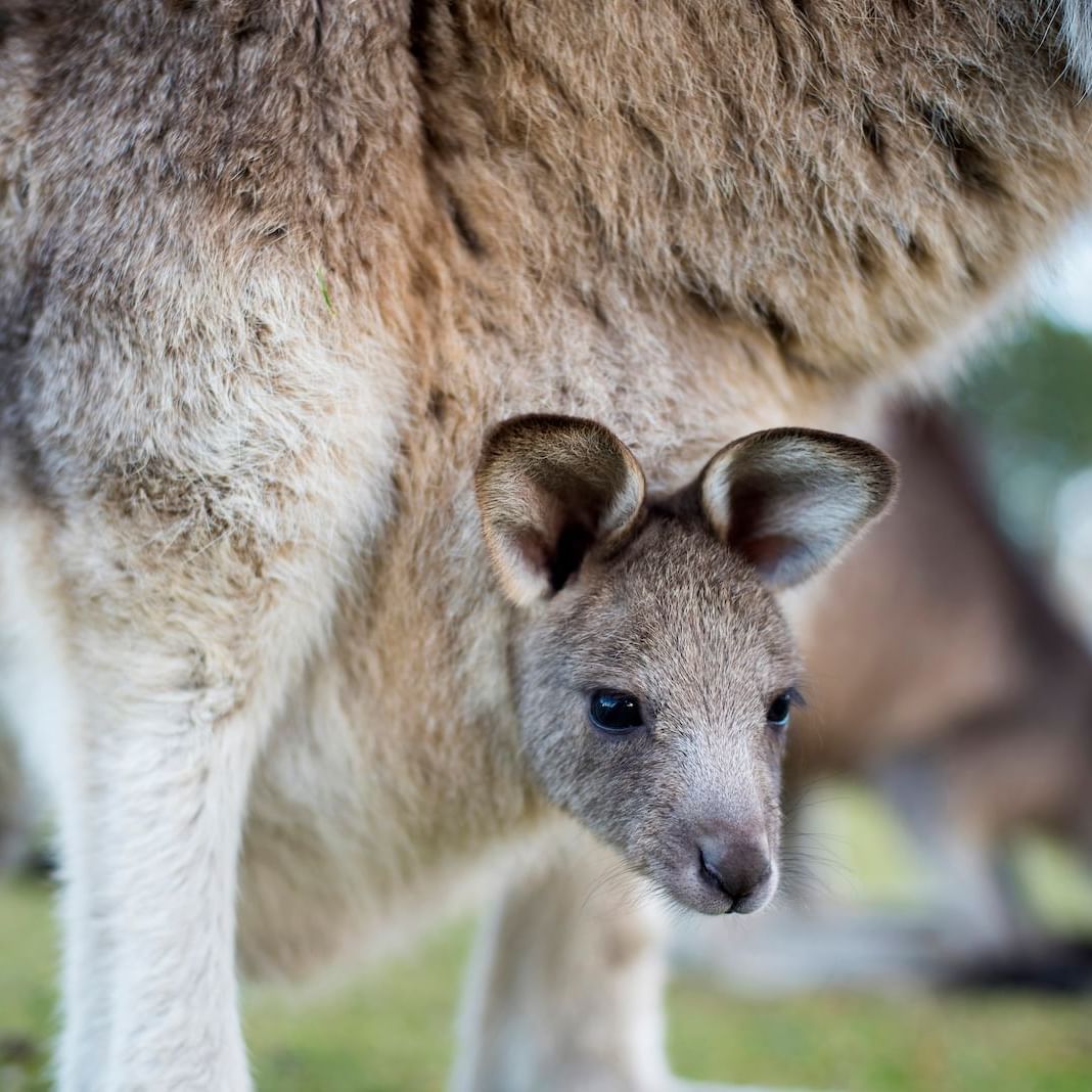 Close up on kangaroo at Tasmania wildlife near Freycinet Lodge