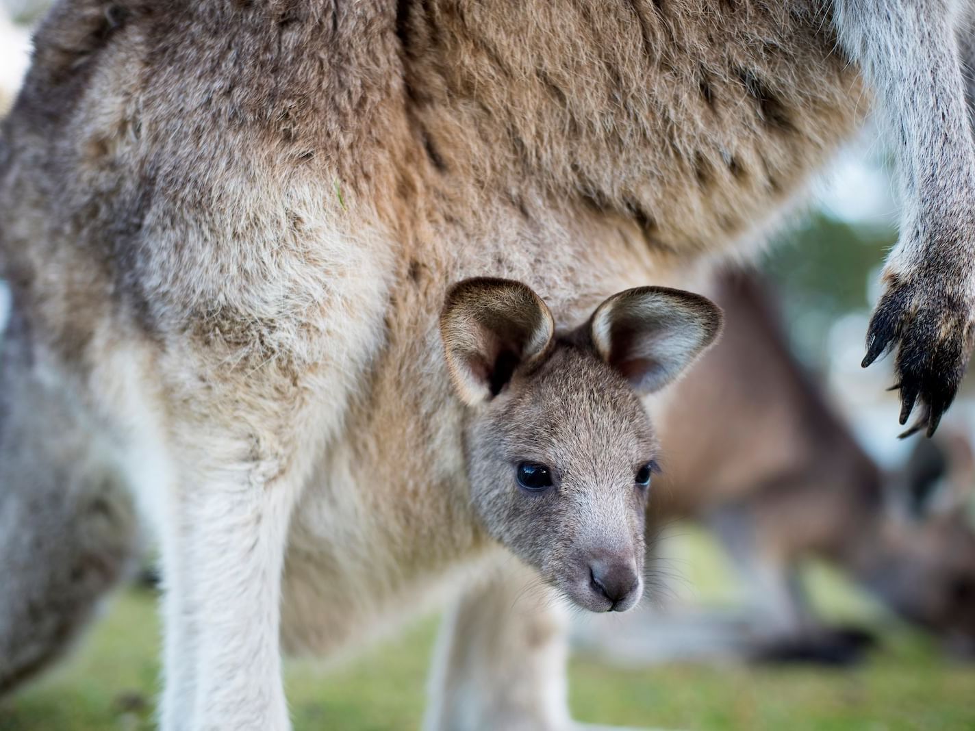 Close up on kangaroo at Tasmania wildlife near Freycinet Lodge