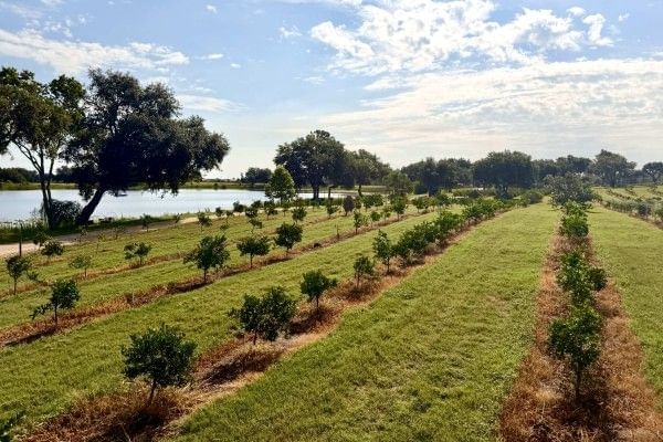 Rows of young citrus trees beside a lake for U-Pick citrus at The Showcase of Citrus.