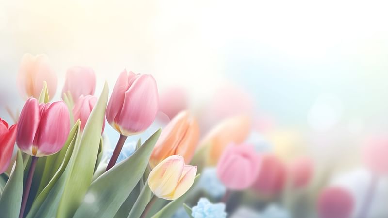 Close-up of various colorful tulips in shades of pink, orange, and yellow with green leaves.