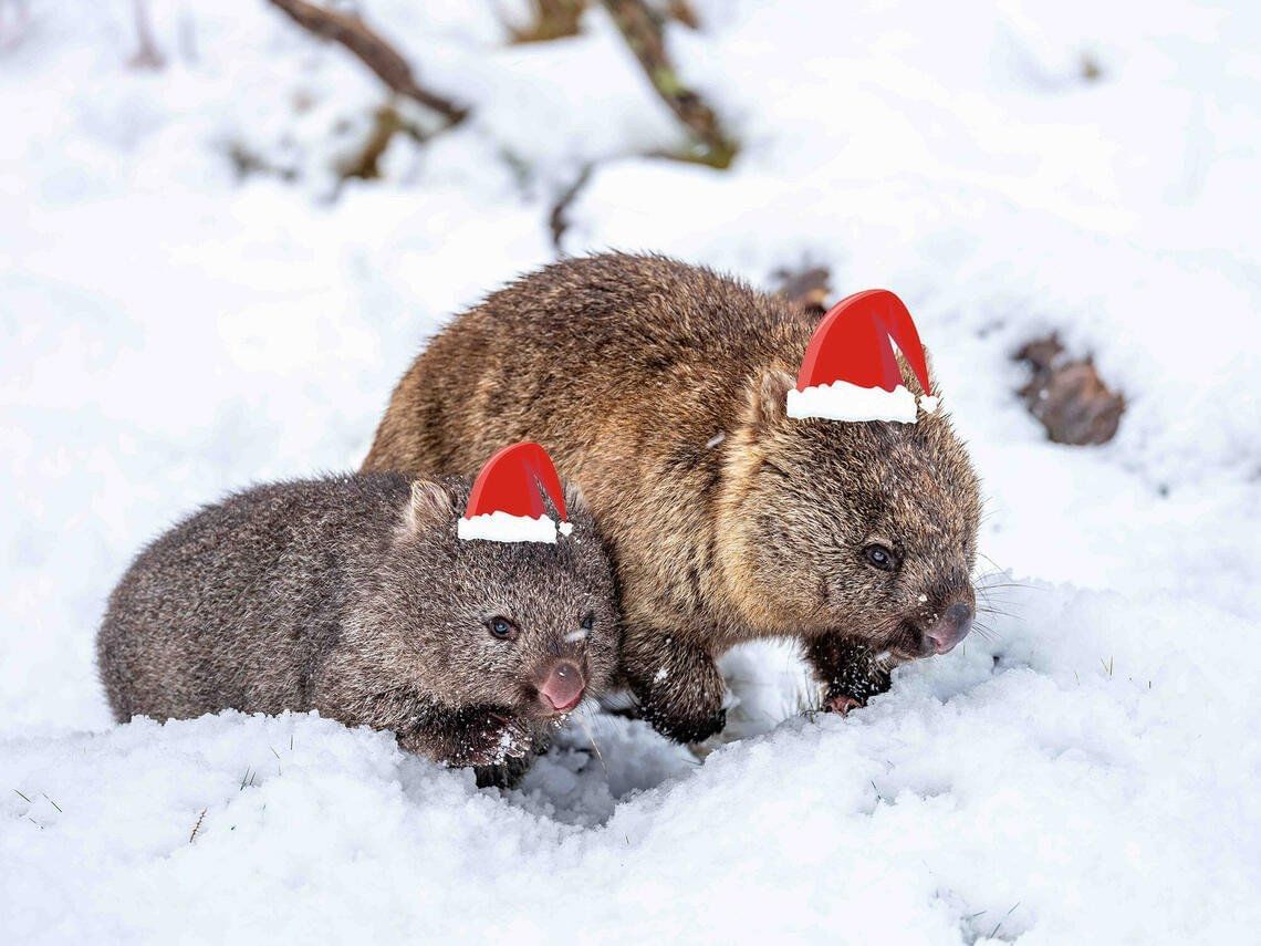 2 wombats with Christmas hats at devils sanctuary in the hotel