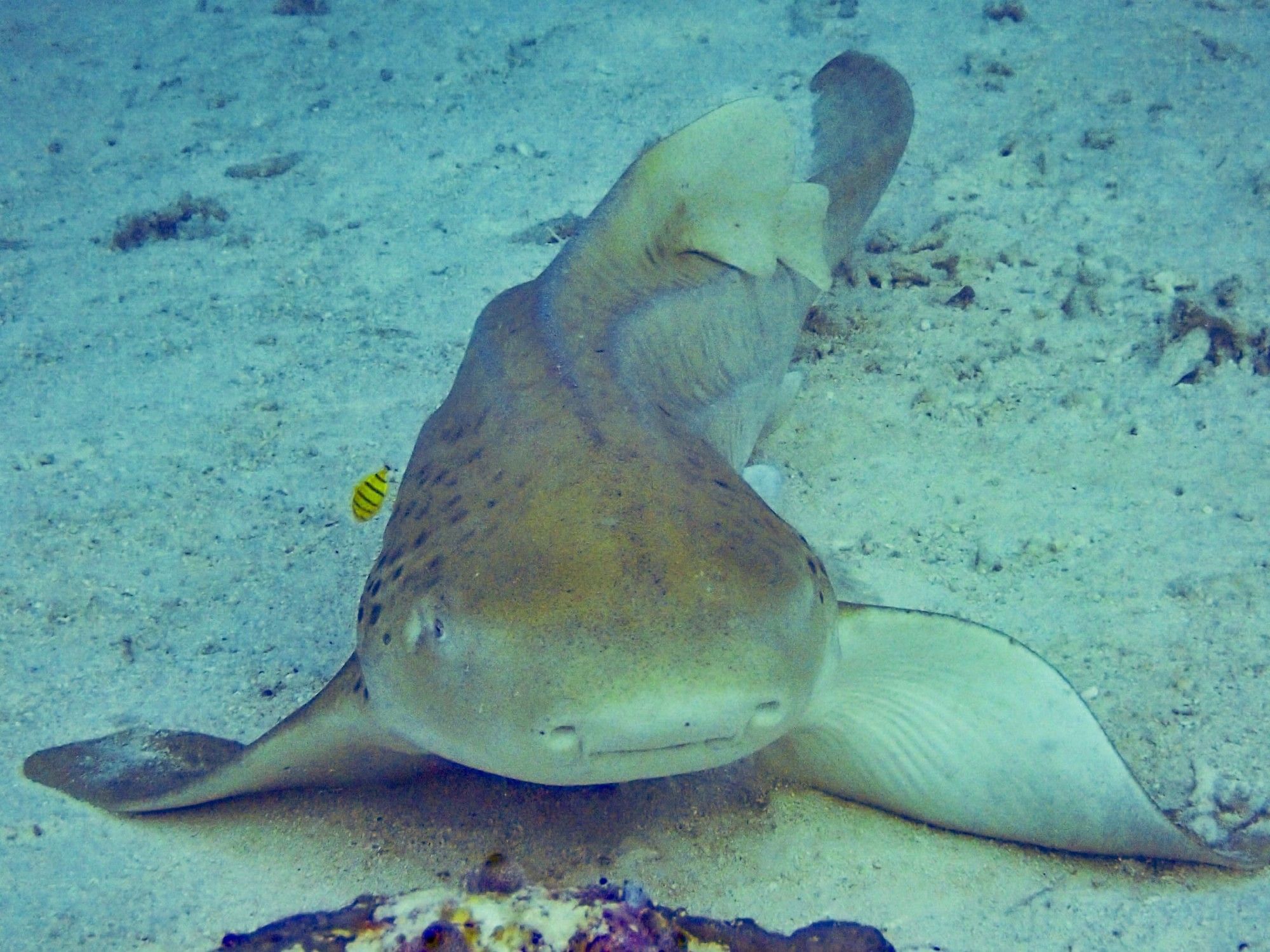 Marine Life | Maldives Travel | Grand Park Kodhipparu, Maldives 