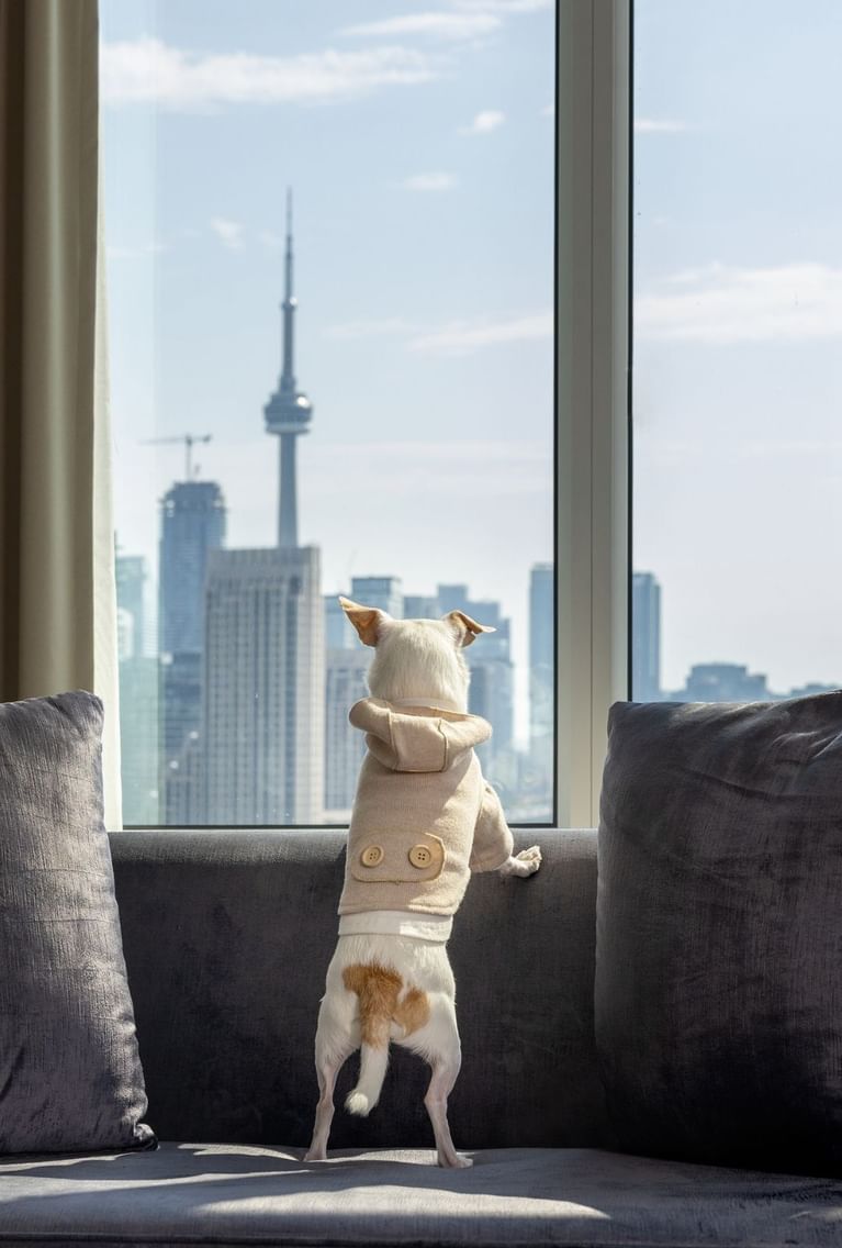 Small dog in a beige hoodie standing on a grey sofa near plush pillows, overlooking the CN Tower at Hotel X Toronto