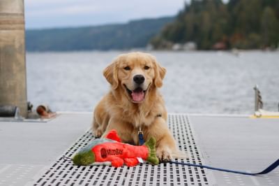 A dog with a toy fish at Basil Dock in Alderbrook Resort