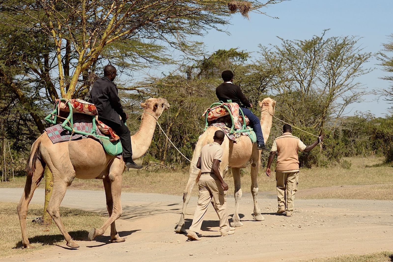 A Camel back riding experience at Sweetwaters Serena Camp