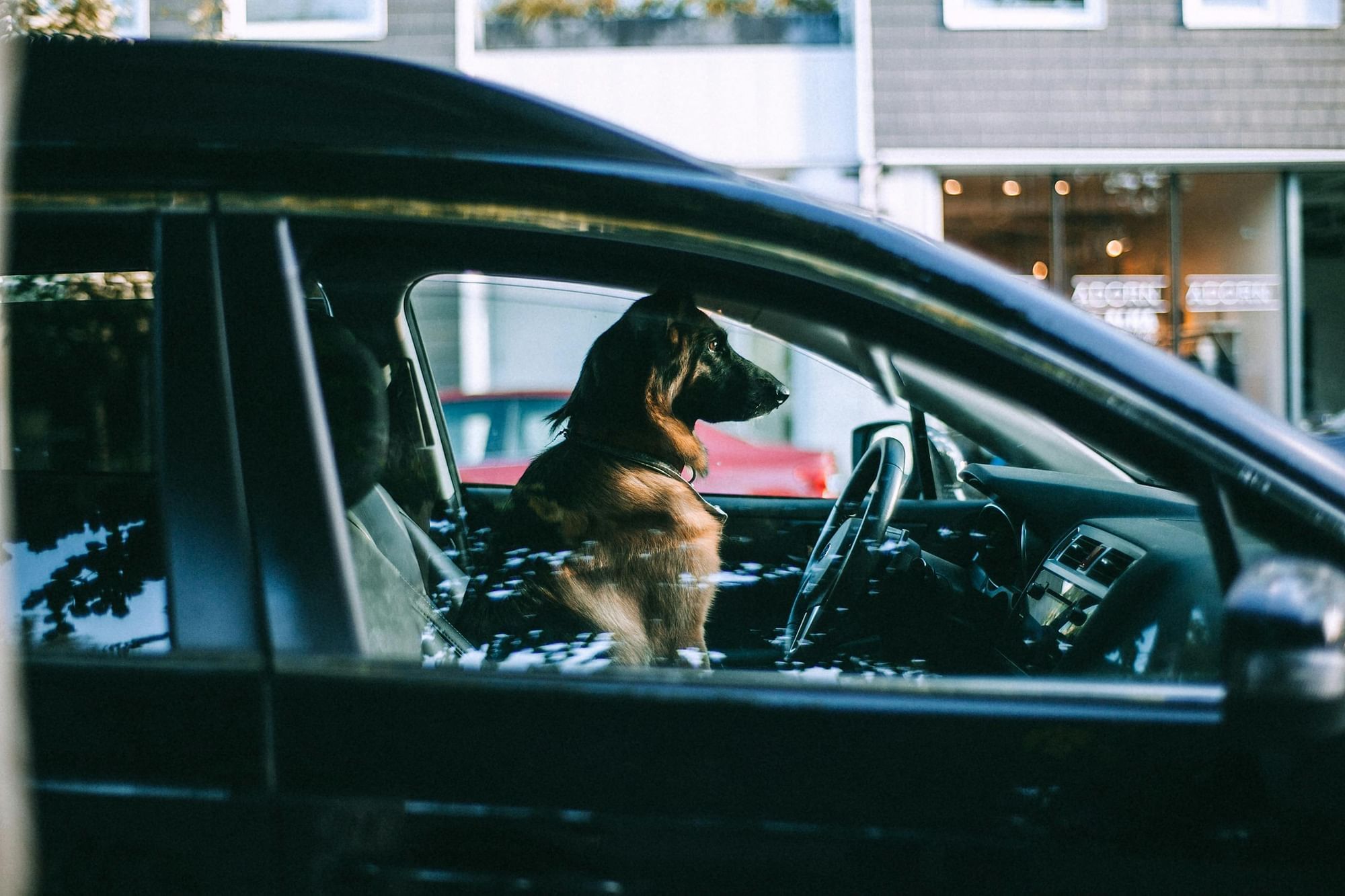 A profile view of a furry brown dog sitting in the driver's seat of a black car. Keep your dog in a harness or crash-tested crate is an important dog safety tip.