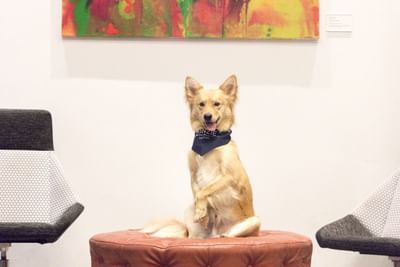 Close-up of a dog sitting on an ottoman in Kinzie Hotel's Lobby