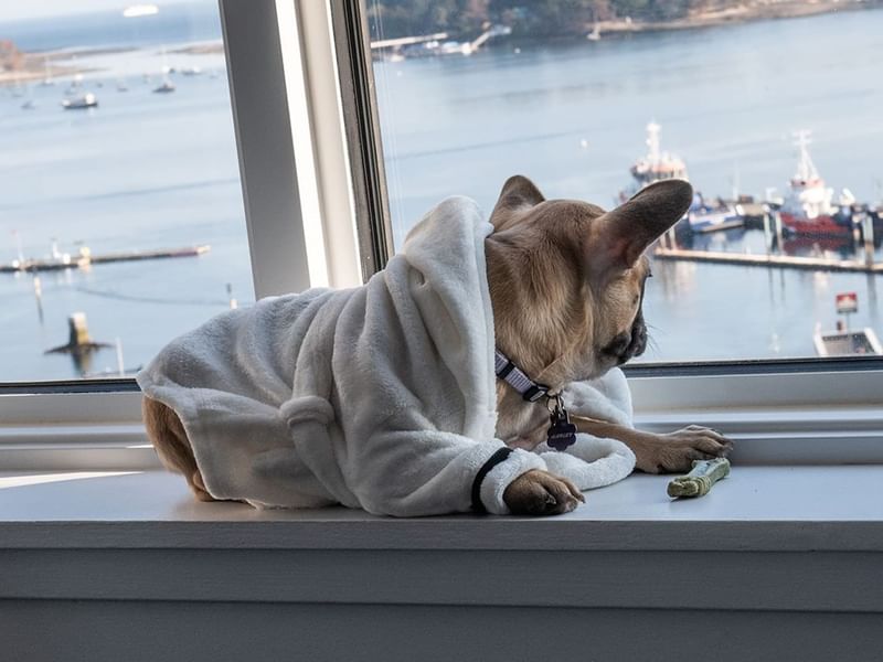 dog sitting on interior window sill with a dog cookie and ocean view