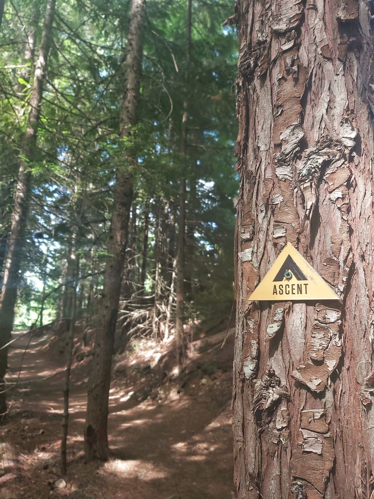 Wooden sign hanging on a tree in Blackcomb Mountain near Blackcomb Springs Suites