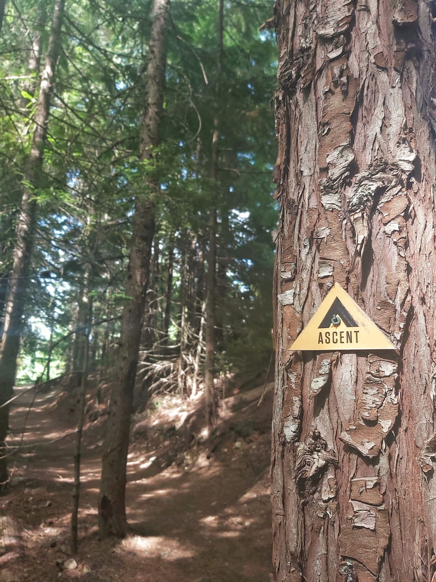 Close-up of Blackcomb Ascent Trail near Blackcomb Springs Suites