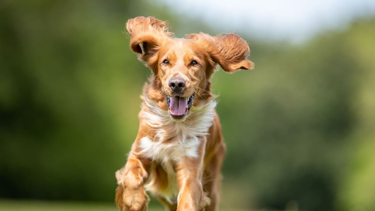 dog running with floppy ears