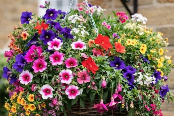 Hanging basket with flowers as entered in the Buckingham In Bloom annual competition