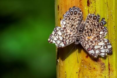 Mariposa en la naturaleza