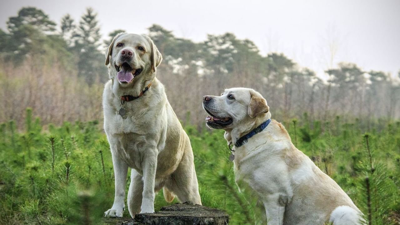 two dogs with one sitting on a tree stump