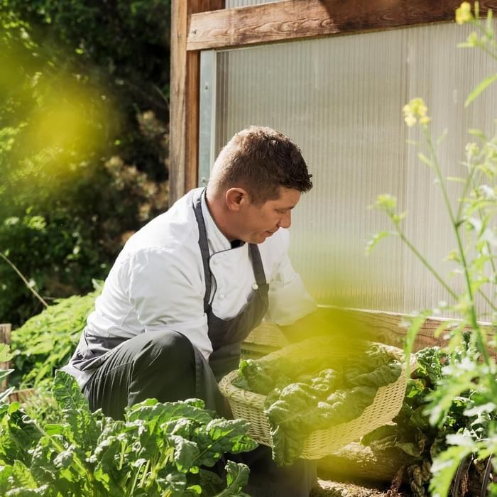 Ein Koch in weißer Uniform und Schürze erntet Blattgemüse aus einem Beet im Freien.