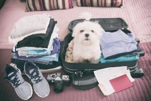 Luggage and shoes with a Pet dog at Rosen Inn Universal