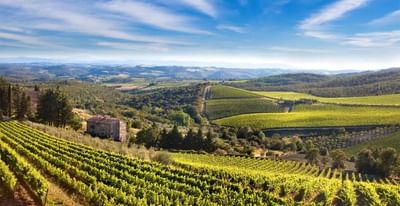 Aerial view of a vineyard near Precise House Montaperti Siena