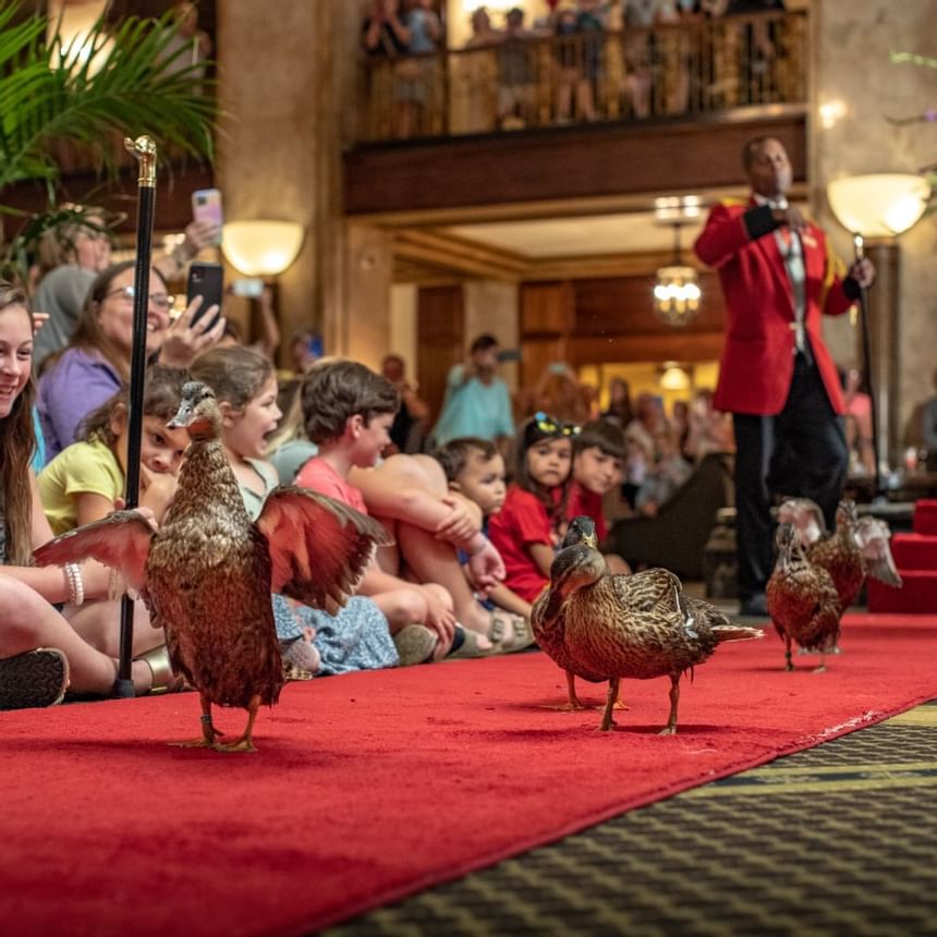 2021 image of Peabody Ducks at Peabody Hotels & Resorts