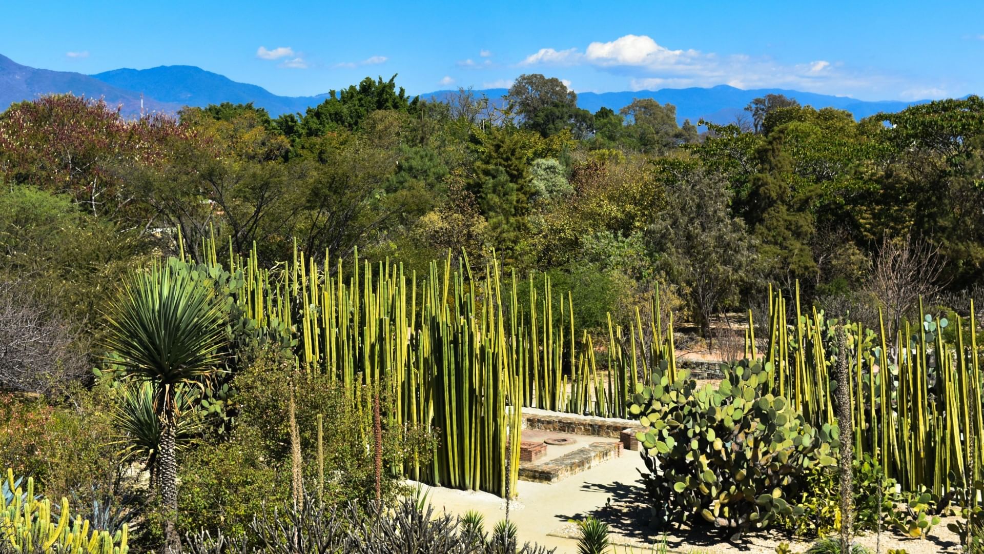 Jardín Etnobotánico with tall, slender cacti and various green vegetation under a clear blue sky near Quinta Real Oaxaca