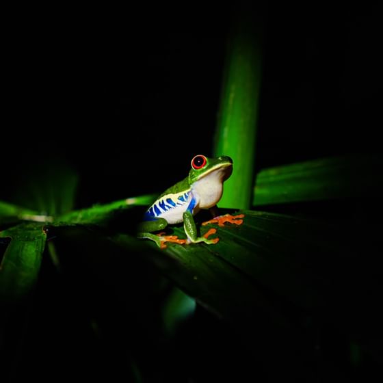 Close-up of Red-eyed tree frog near Playa Cativo Lodge