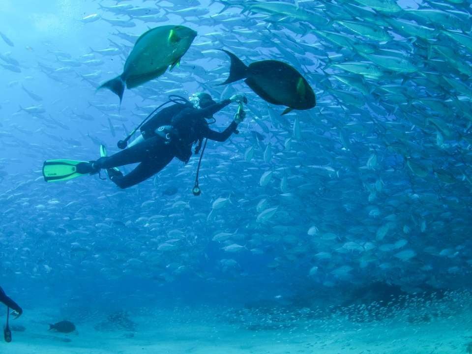 Scuba diving in Cabo Pulmo near Cabo Villas Beach Resort