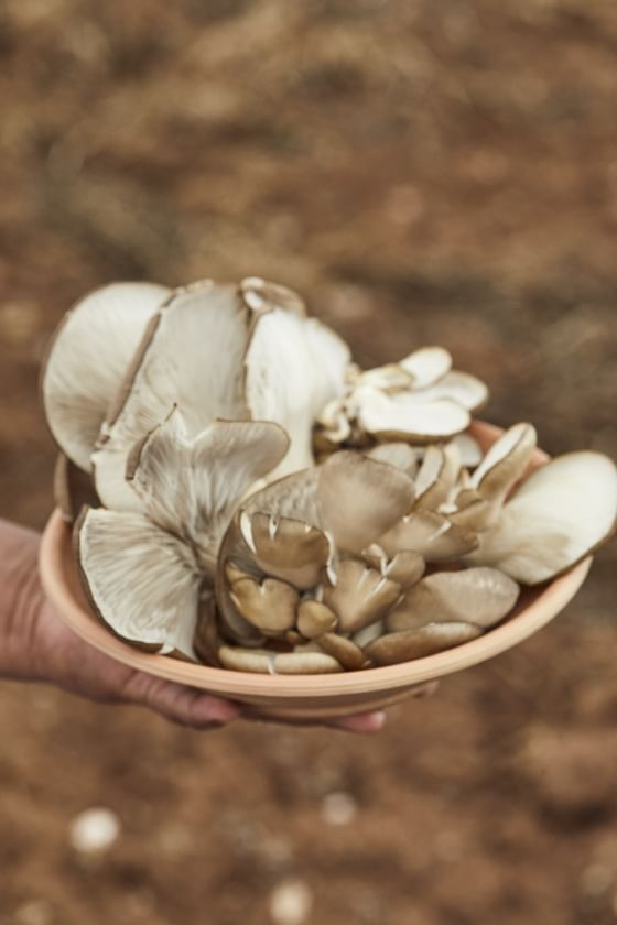 Hands holding a bowl of fresh oyster mushrooms at Sumaq Machu Picchu Hotel