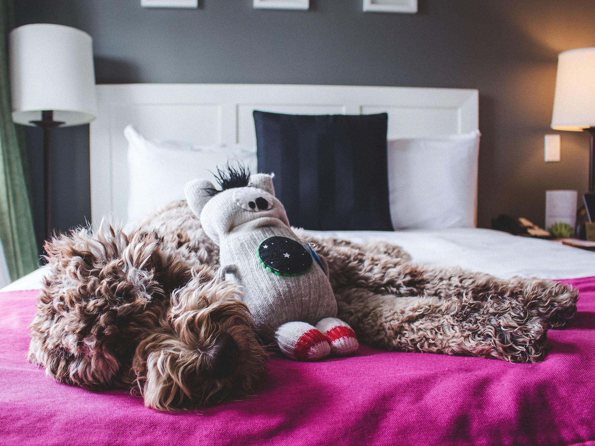 Closeup of a dog in bed with stuffed toy at Summit Lodge