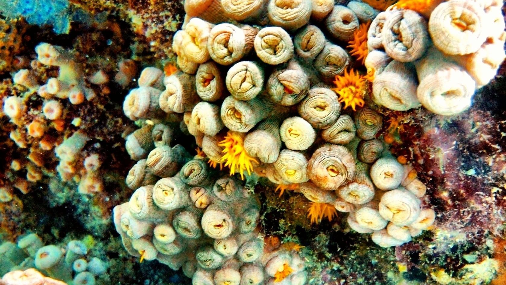 Closeup of corals undersea near Heron Island Resort