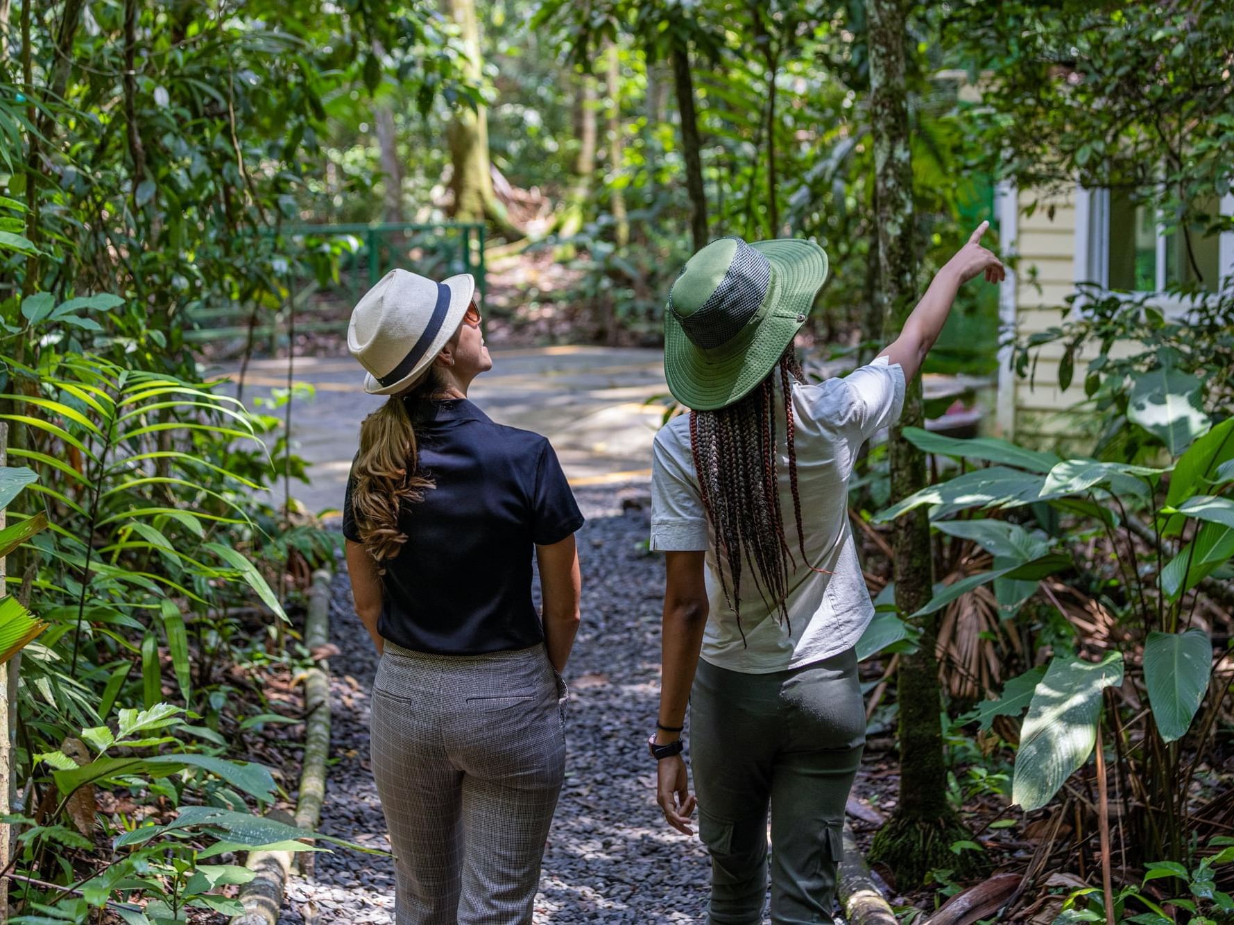 Paquete Experiencia De La Selva Tropical Ofertas De Hoteles En Gamboa Rainforest Resort Mb 