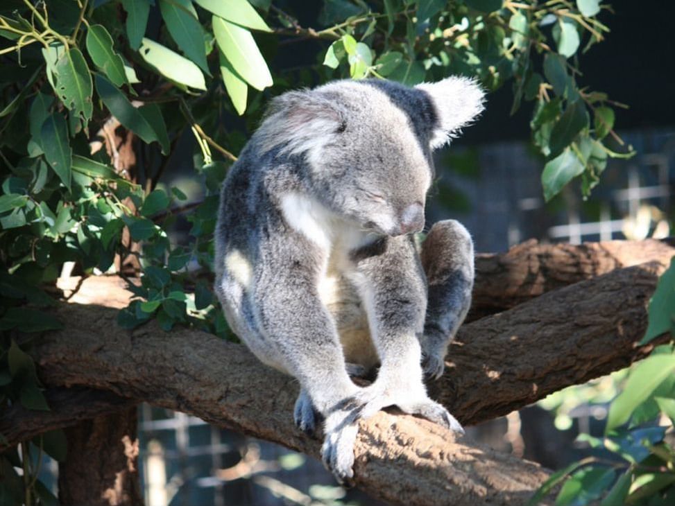 Koala at Lone Pine Koala Sanctuary near George Williams hotel