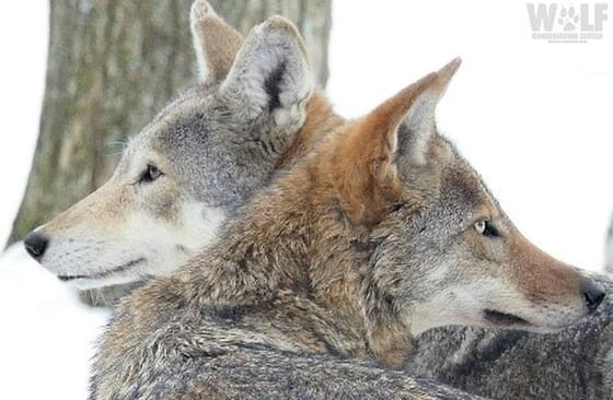 2 wolves looking at opposite directions near The Abbey Inn