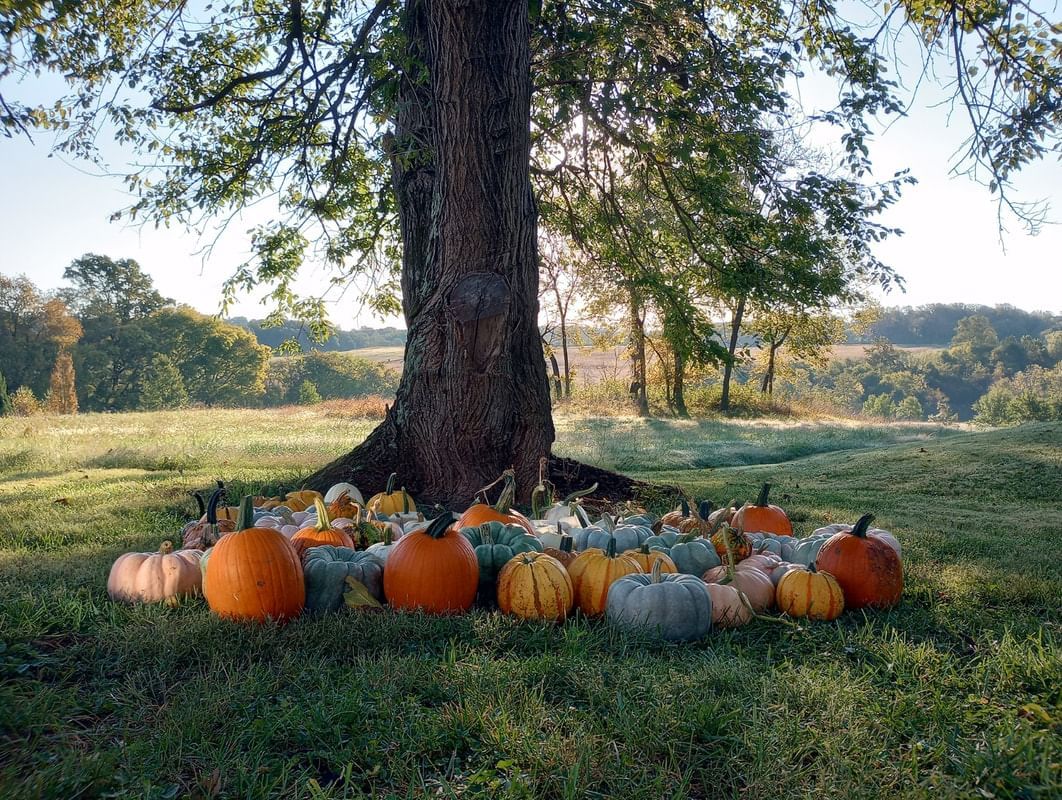 Pumpkins placed under a tree featuring halloween at the Inn at Willow Grove