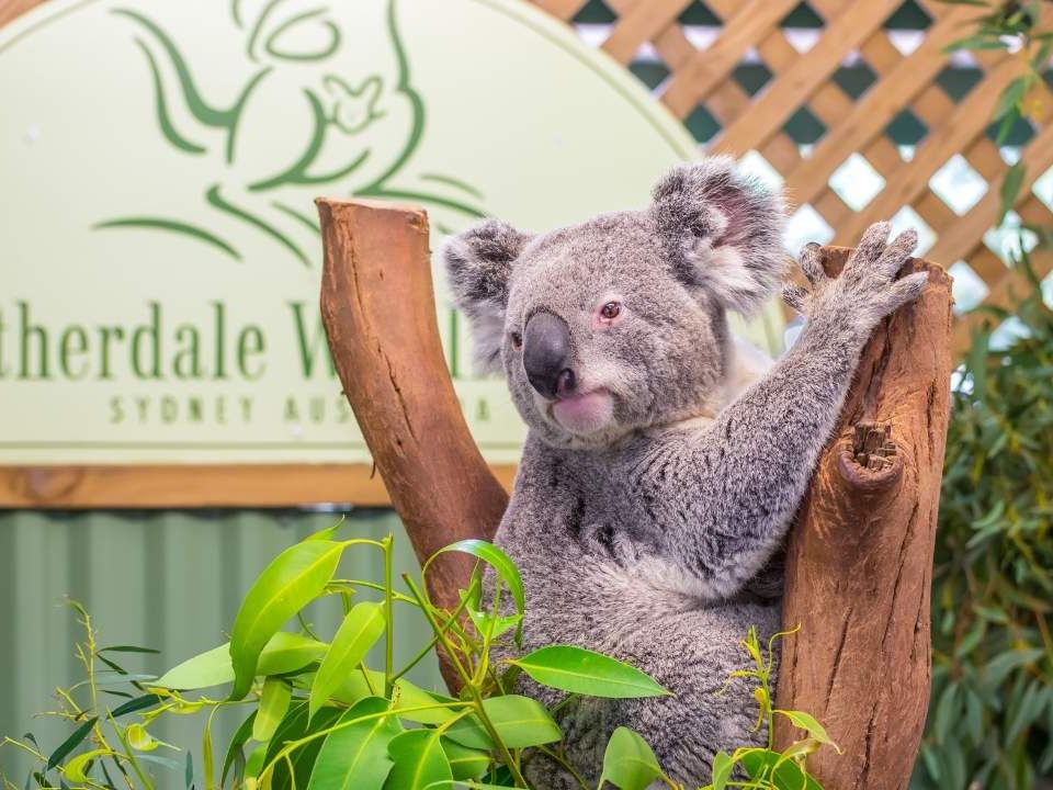 Koala in Featherdale Wildlife Park near Nesuto Parramatta Sydney