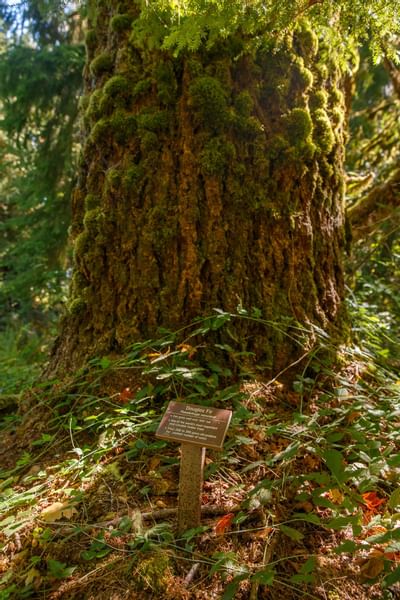 A Tree at Shinrin Yoku-a Forest in Alderbrook Resort