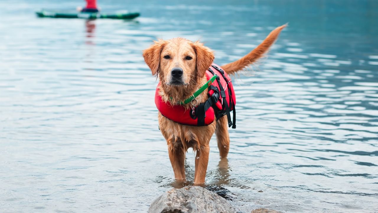 Golden retriever in red life jacket in the water with kayak in background.