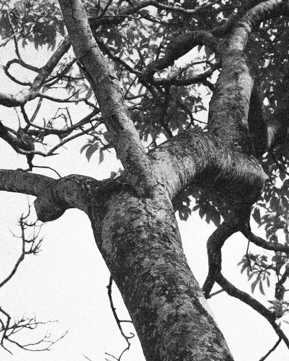 Black-and-white close-up of a textured tropical tree trunk at Morgan\'s Rock Reserve & Ecolodge