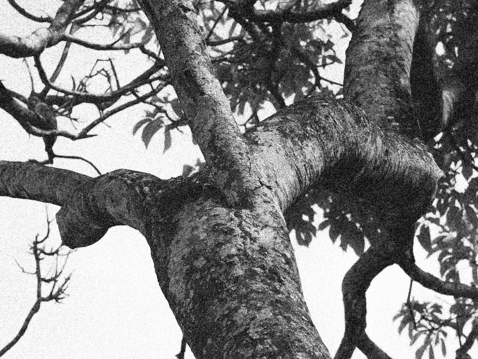 Bird perched on a thick tree branch under a canopy of green leaves near Morgan's Rock Reserve & Ecolodge