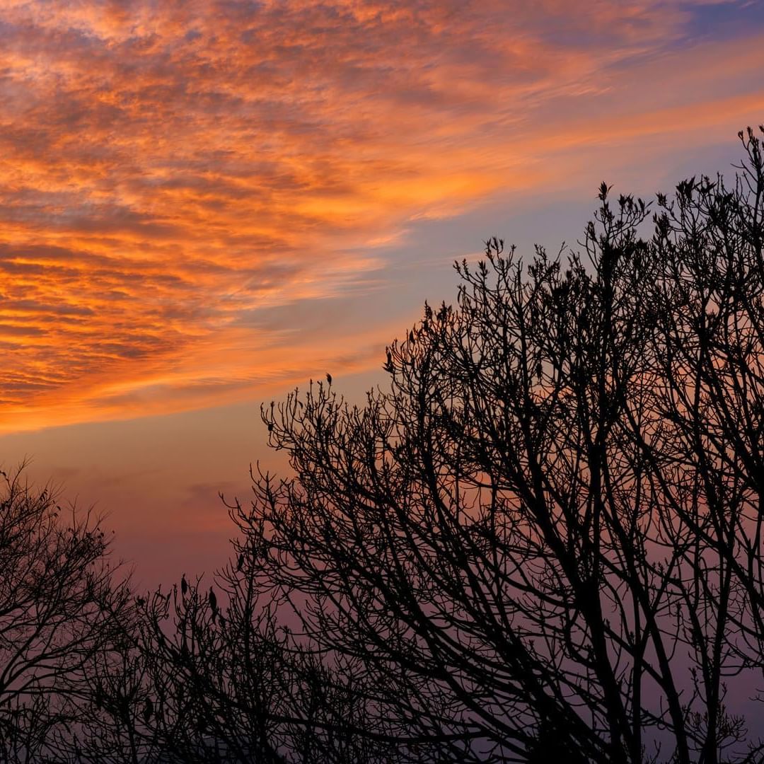 Sunset sky with orange clouds and silhouettes of leafless trees near The Terraces Resort & Spa