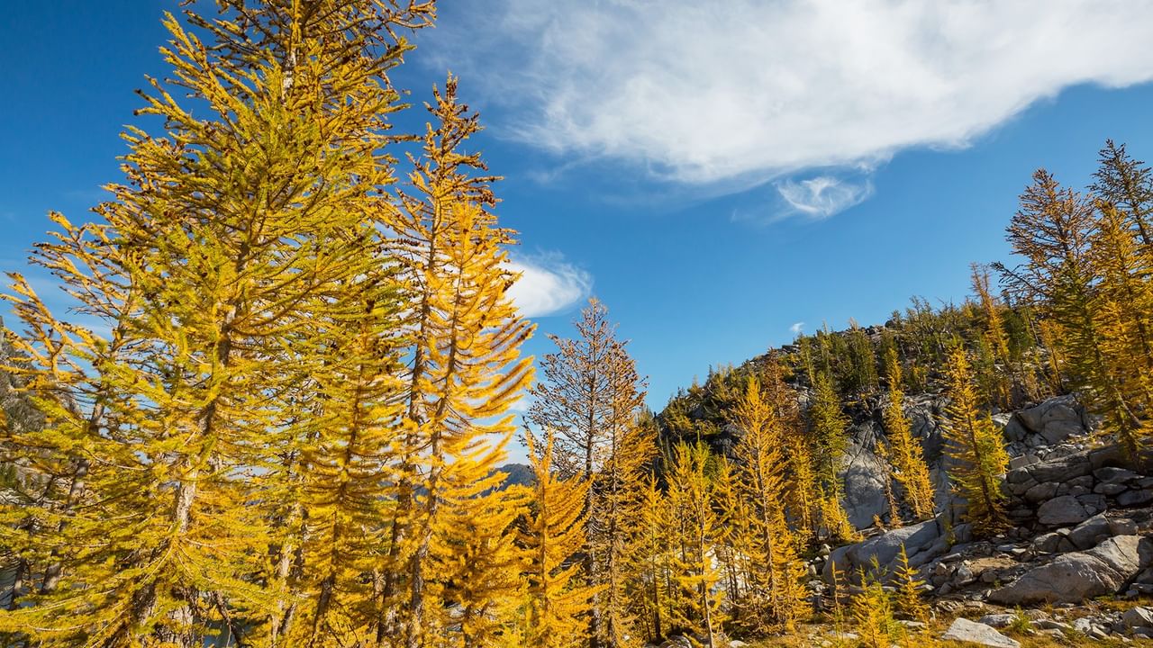 Golden larch trees display vibrant autumn foliage against a blue sky with rocky hillside