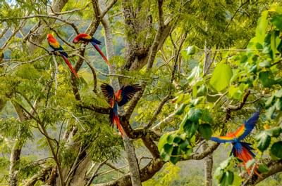 Macaw parrots on a tree in the forest near Punta Islita Hotel