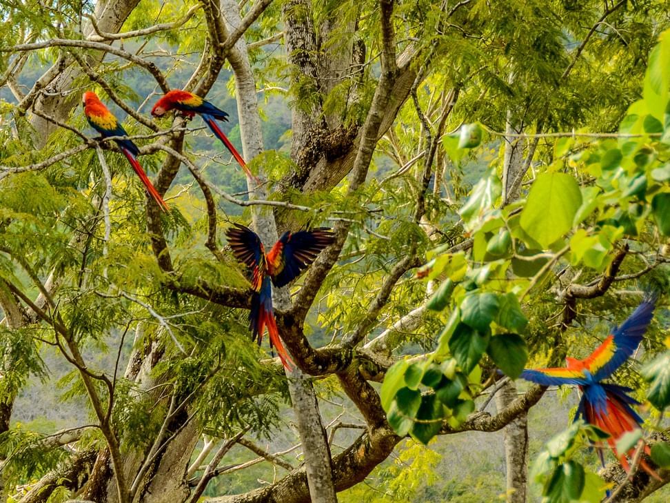 Macaw parrots on a tree in the forest near Punta Islita Hotel