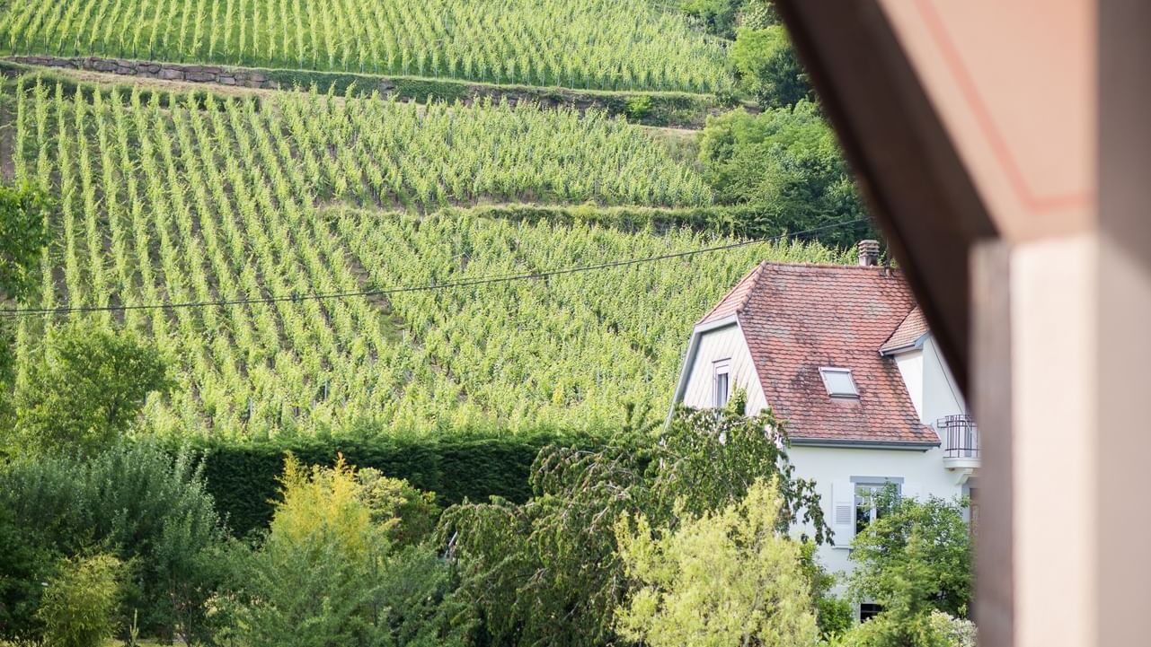 View of wine yard from the balcony at Le Kastelberg