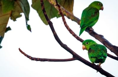 Dos pájaros en una rama
