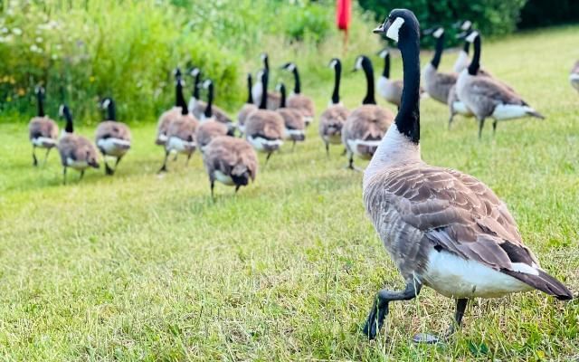 geese at goldsworth park lake in woking