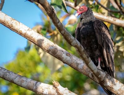 pájaro grande en rama de tamaño mediano