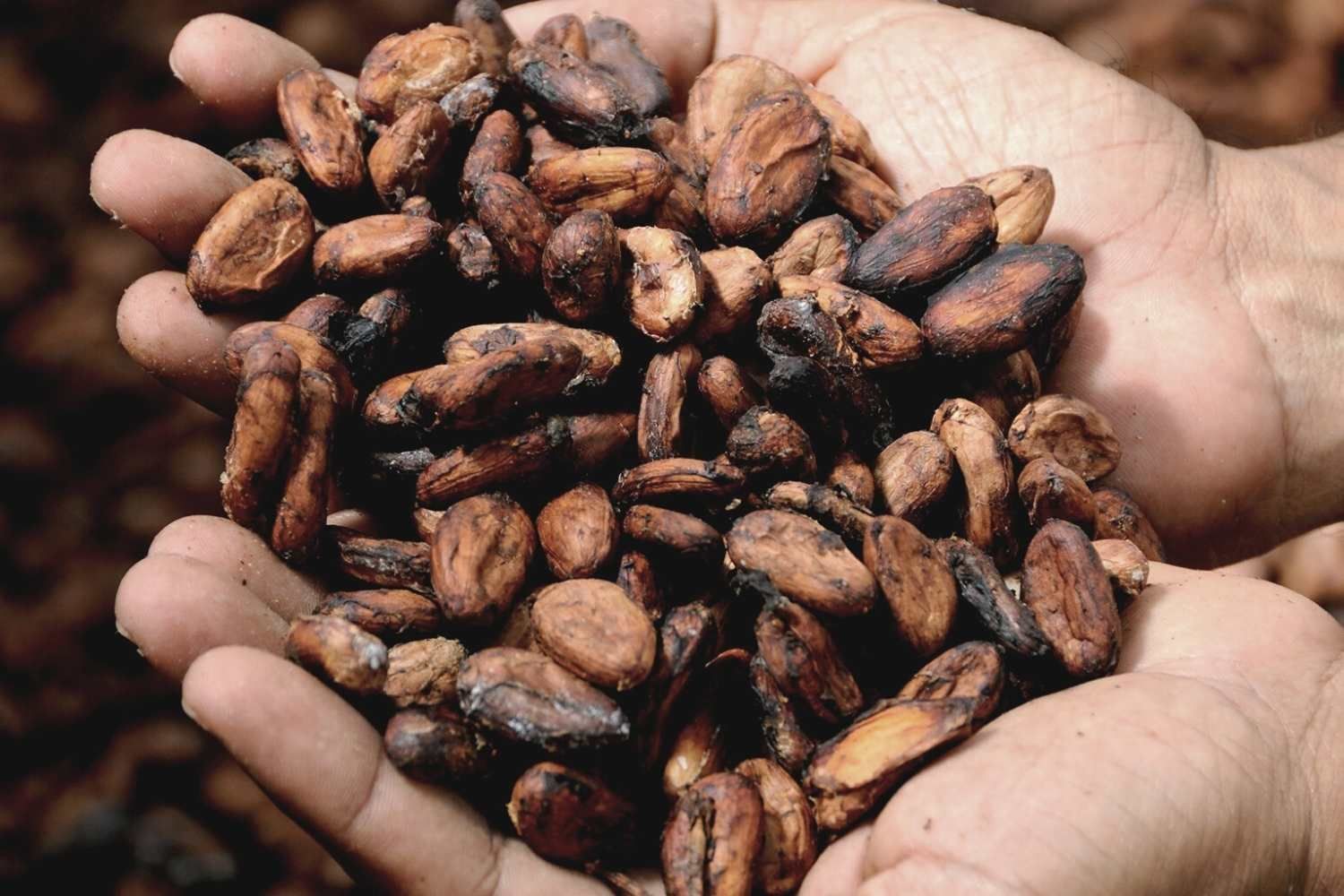 Close-up of a person holding a cocoa seeds at Waikiki Resort Hotel