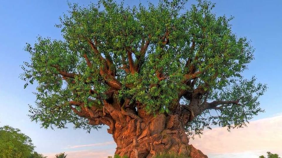 A tree, Animal Kingdom near Legacy Vacation Resorts