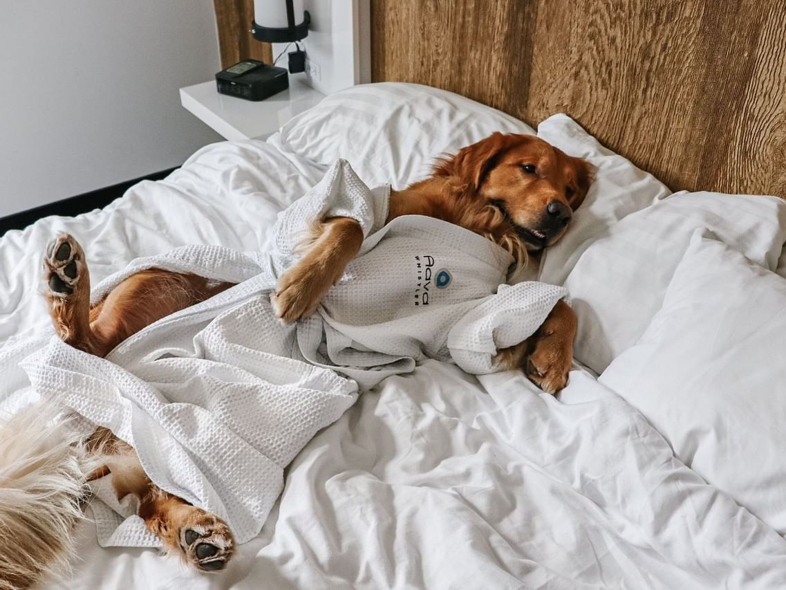 Dog Friendly dog sleeping on bed