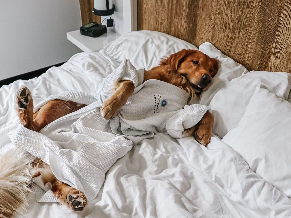 Dog in a robe resting on a bed at Aava Whistler Hotel