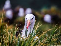 Detail portrait of Wandering albatross near Hoteles Australis